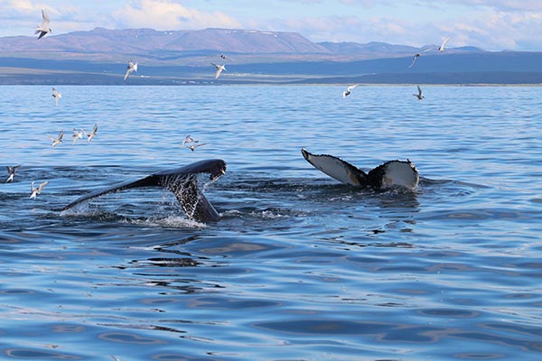 To do in Iceland To do in Iceland